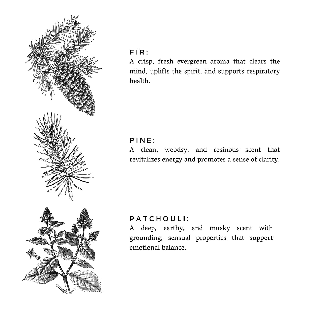 Forest Bathing - Signature Candle (Fir + Pine + Patchouli) - Honeysuckle & Sparrow