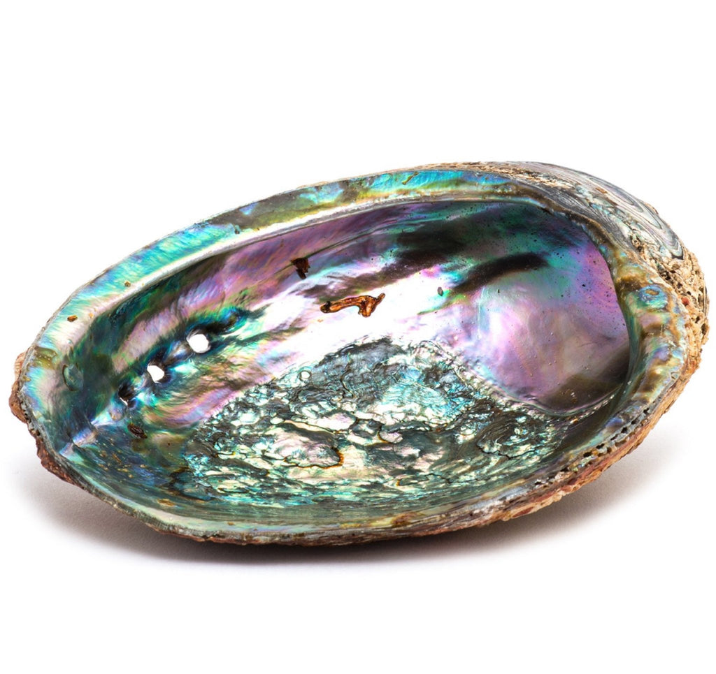 Smudge Ash Tray Burner - Abalone shell - Large 5"-6" - Honeysuckle & Sparrow