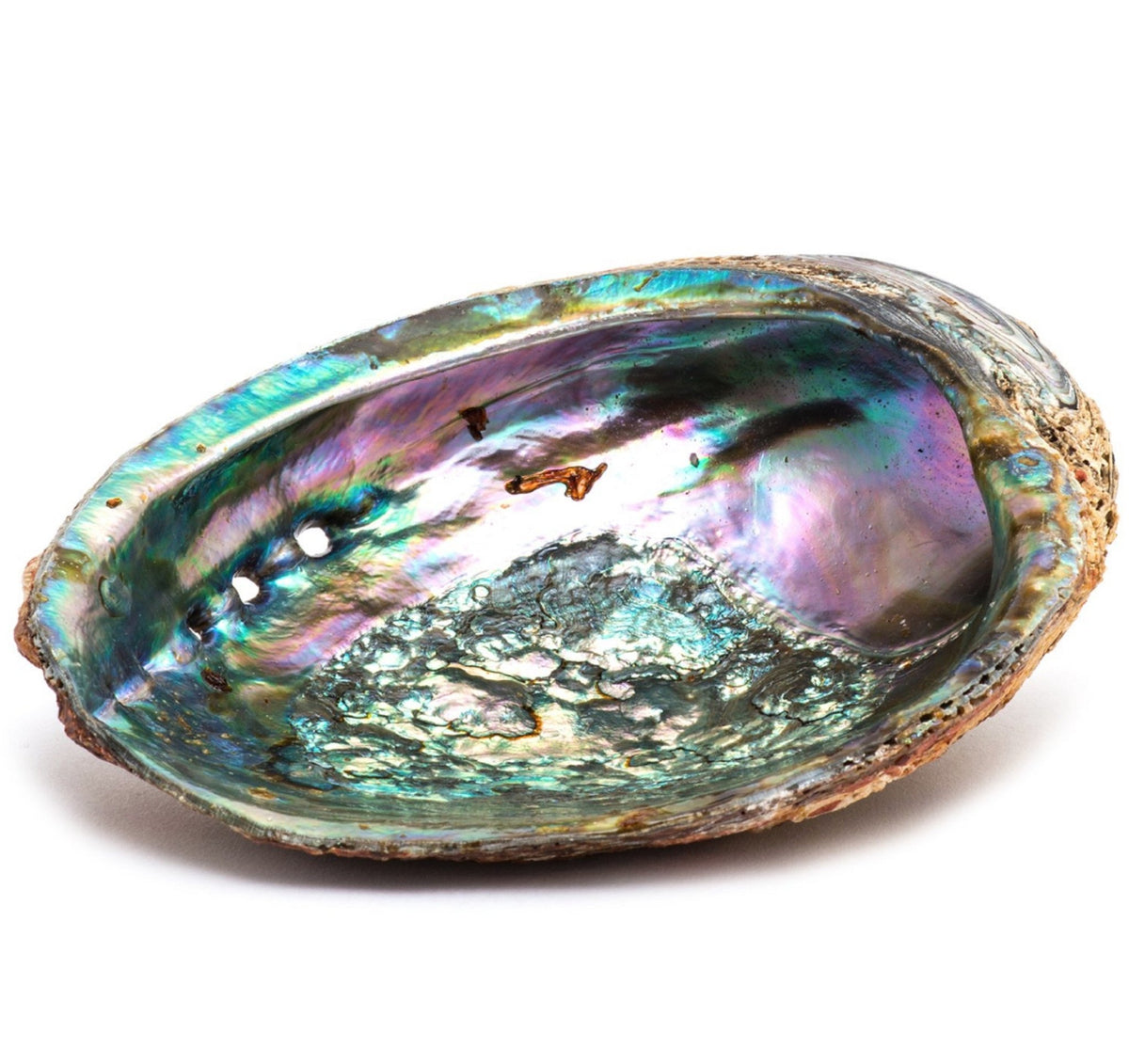 Smudge Ash Tray Burner - Abalone shell - Large 5"-6" - Honeysuckle & Sparrow