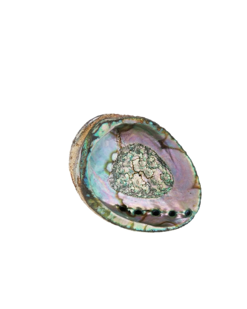 Smudge Ash Tray Burner - Abalone shell - Large 5"-6" - Honeysuckle & Sparrow